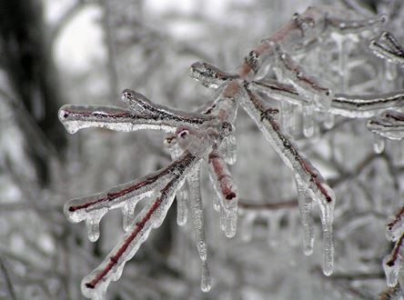 How Do Trees Survive in Winter?