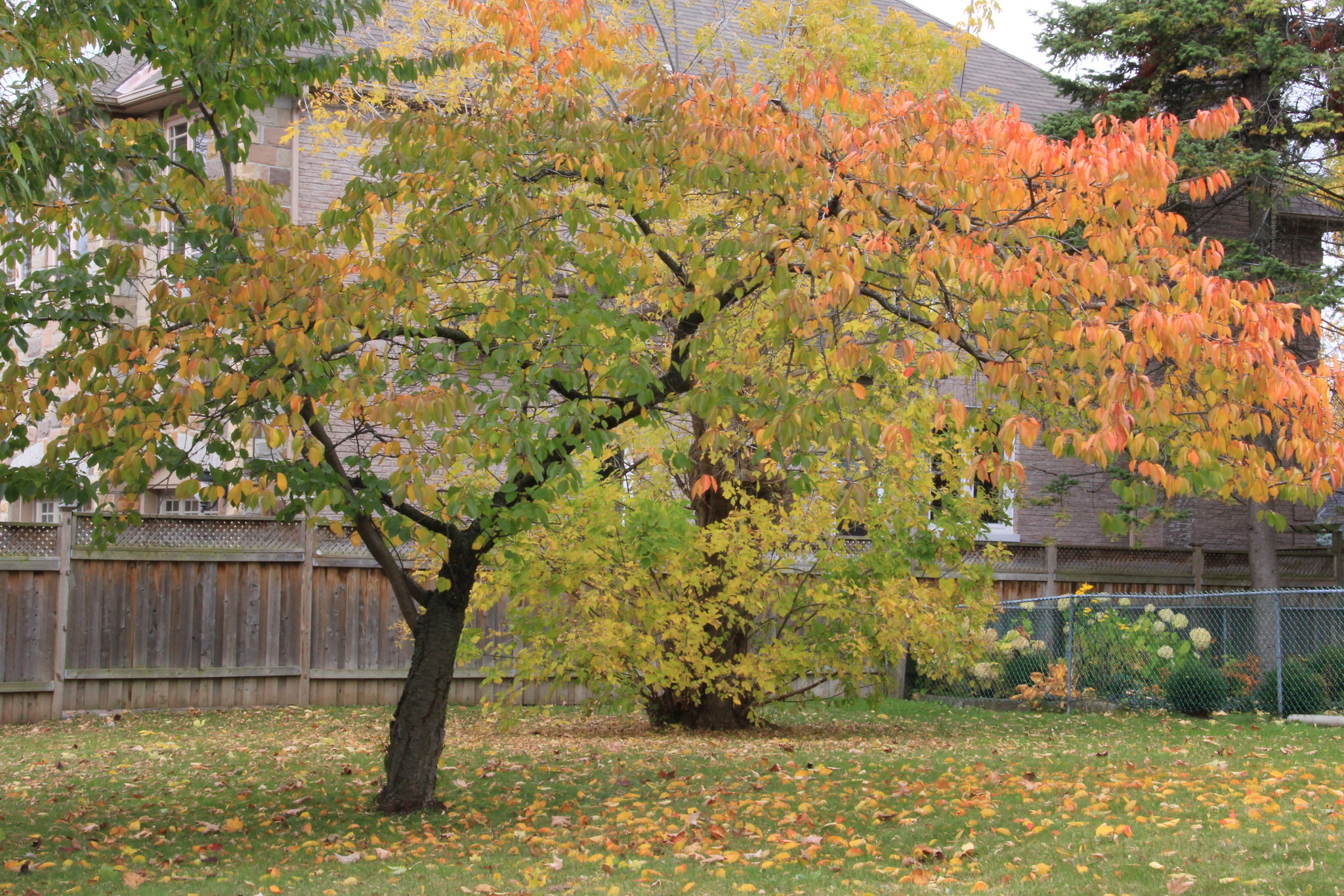 Remove Fallen Leaves under Fruit Trees