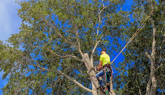 Make sure you prioritize professionalism when searching for an arborist.