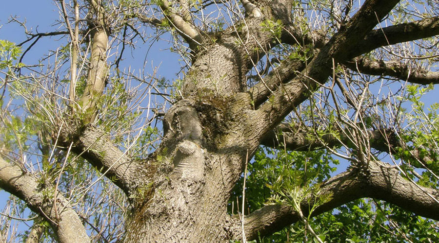 view of branches and tree leaves from the bottom