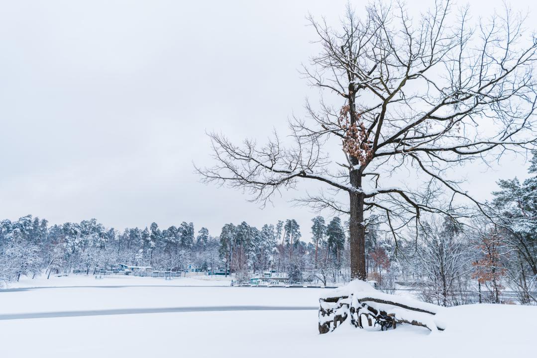 Colder temperatures can be damaging to trees, make sure you protect yours.