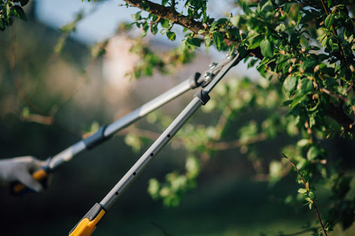 Cuttings appendages is perhaps one of the most easy ways to manage the growth of your trees.