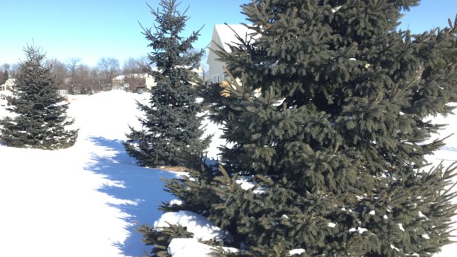 Make sure to wrap your trees to protect them from sun damage in frigid conditions.