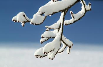 Make sure to regularly clear snow and ice off of your tree's branches to reduce the risk of them snapping.