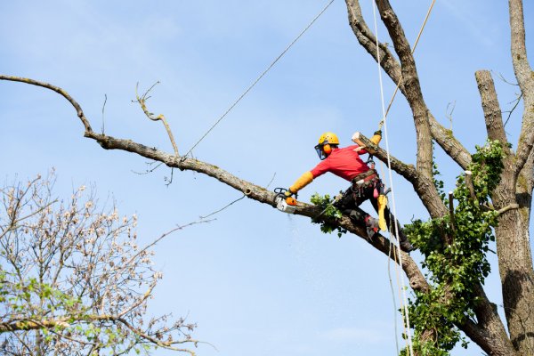 Why Your Arborist Should Refrain From Using Spikes