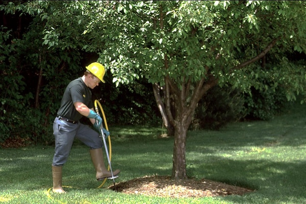 What To Do If Your Tree Is Shedding Bark?