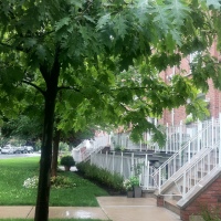 commercial-tree-trimming-in-toronto-tree-doctors