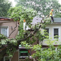 emergency-removal-of-a-large-dead-oak-in-toronto-01