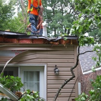 emergency-removal-of-a-large-dead-oak-in-toronto-03