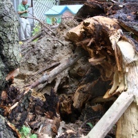 emergency-removal-of-a-large-dead-oak-in-toronto-04