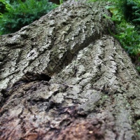 emergency-removal-of-a-large-dead-oak-in-toronto-05