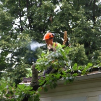 emergency-removal-of-a-large-dead-oak-in-toronto-11