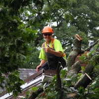 emergency-removal-of-a-large-dead-oak-in-toronto-14
