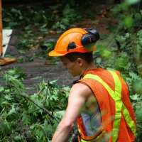 emergency-removal-of-a-large-dead-oak-in-toronto-18
