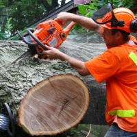emergency-removal-of-a-large-dead-oak-in-toronto-20