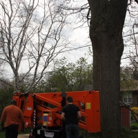 removal-of-a-huge-hollow-oak-in-toronto03