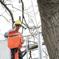 removal-of-a-huge-hollow-oak-in-toronto05