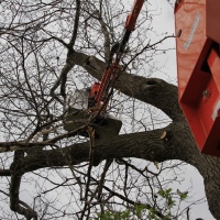 removal-of-a-huge-hollow-oak-in-toronto11