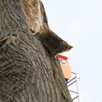 removal-of-a-huge-hollow-oak-in-toronto14