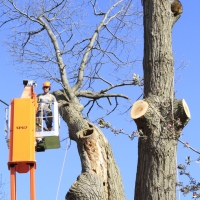 removal-of-a-huge-hollow-oak-in-toronto16