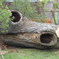 removal-of-a-huge-hollow-oak-in-toronto19