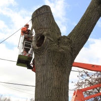 removal-of-a-huge-hollow-oak-in-toronto22