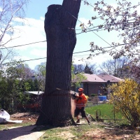 removal-of-a-huge-hollow-oak-in-toronto24