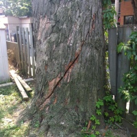 removal-of-a-large-dangerous-maple-toronto-01