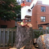 removal-of-a-large-dangerous-maple-toronto-04