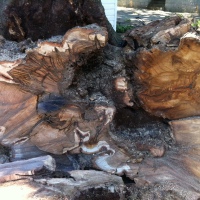 removal-of-a-large-dangerous-maple-toronto-09