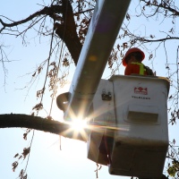 removal-of-a-large-dead-elm-001