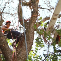 removal-of-a-large-dead-elm-003
