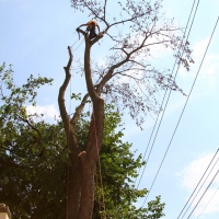 removal-of-a-large-dead-elm-009