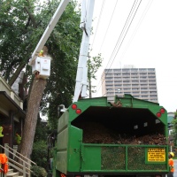 removal-of-a-large-dead-elm-010