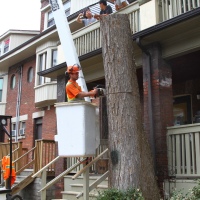 removal-of-a-large-dead-elm-012