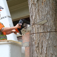 removal-of-a-large-dead-elm-013