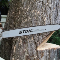 removal-of-a-large-dead-elm-016