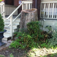 removal-of-a-large-dead-elm-017