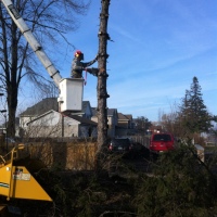 removal-of-a-tall-spruce-in-mississauga