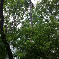 removal-of-dead-tall-spruce-toronto