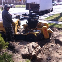 stump-grinding-stump-removal-in-toronto