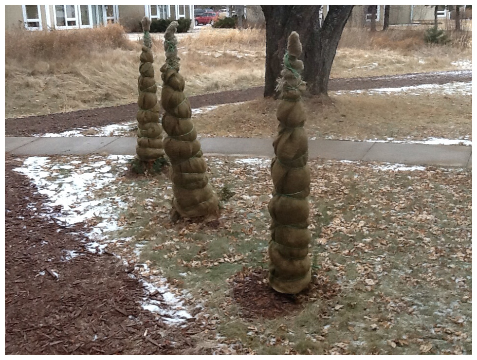 Protecting Trees from Snow, Ice and Salt Damage