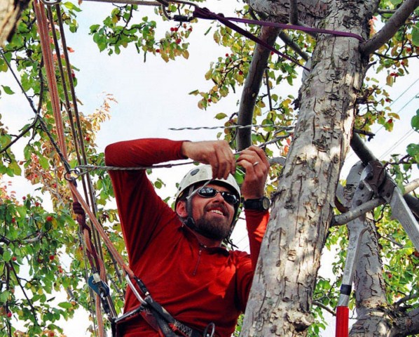 When Arborists Should Use Tree Climbing Spikes