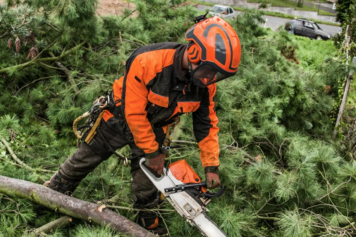 Tree care services