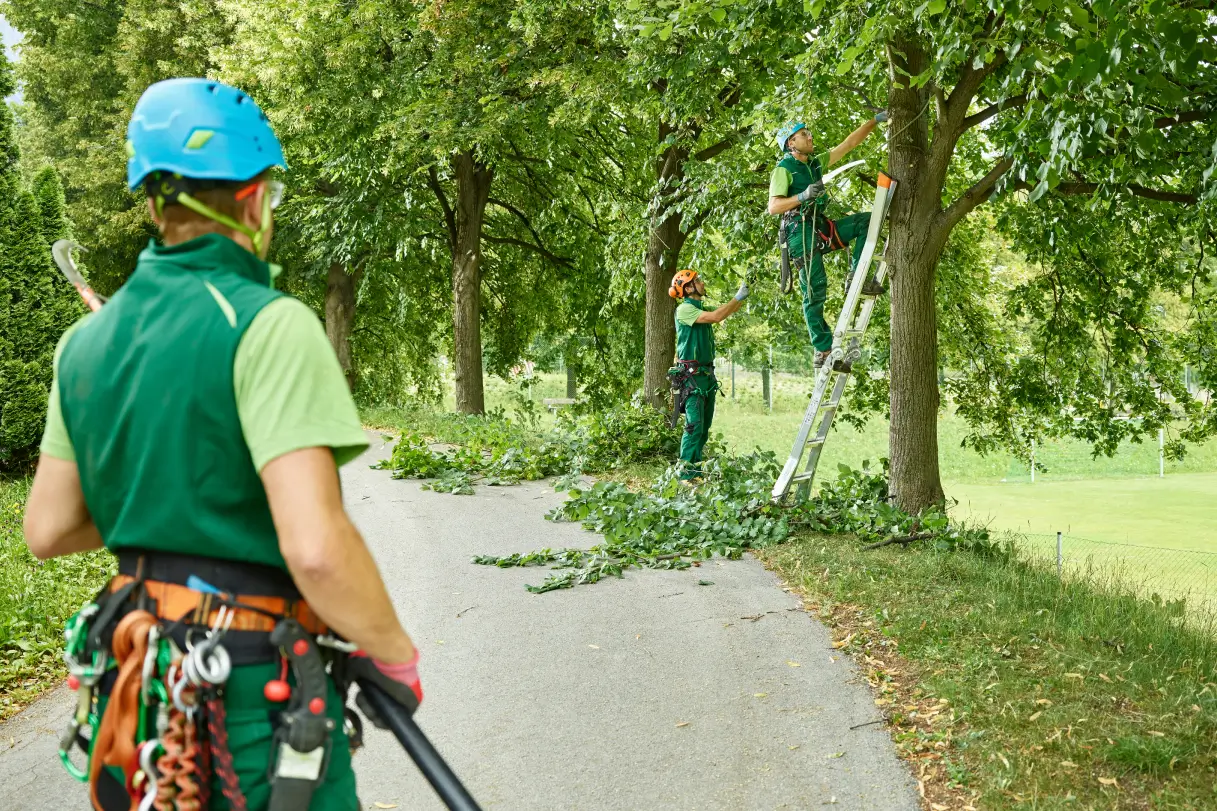 Local Tree Care