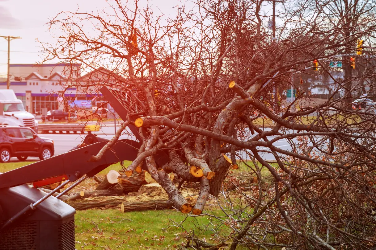 Tree inspections