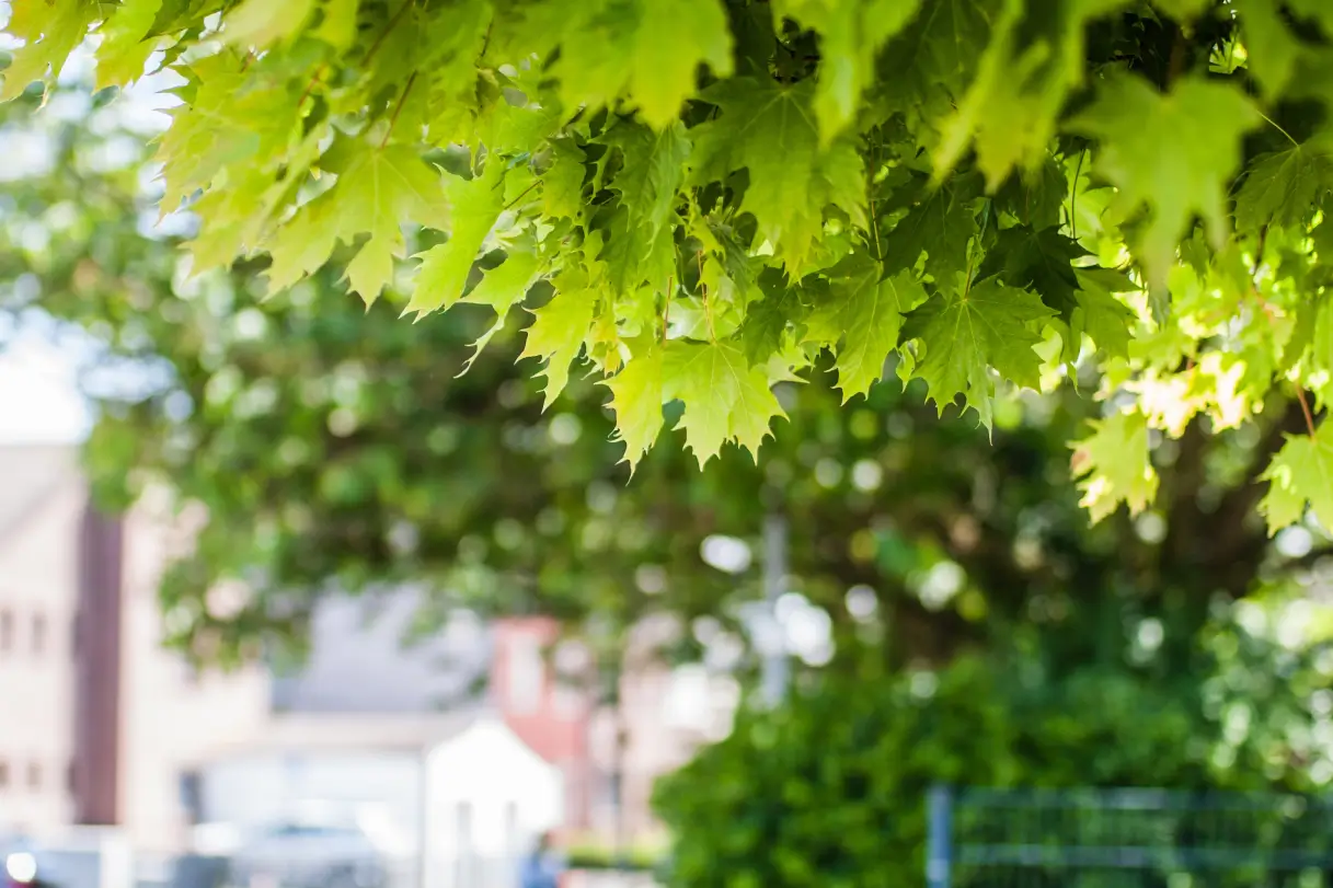 Tree Maintenance