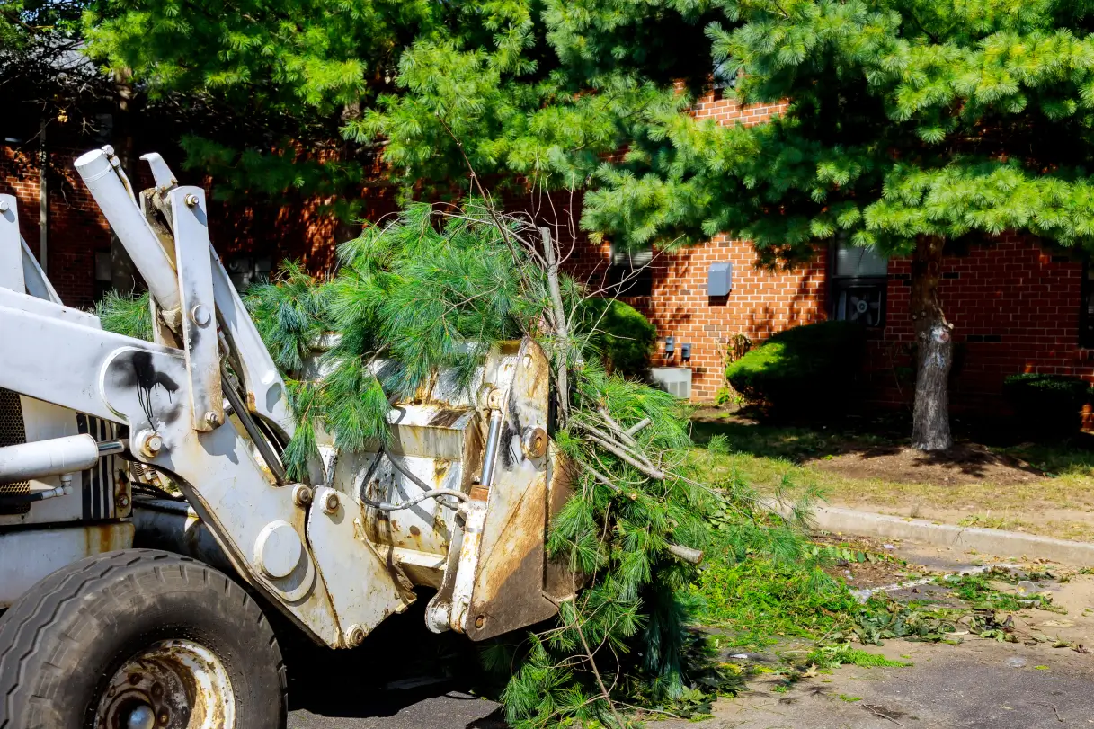 Emergency Tree Services