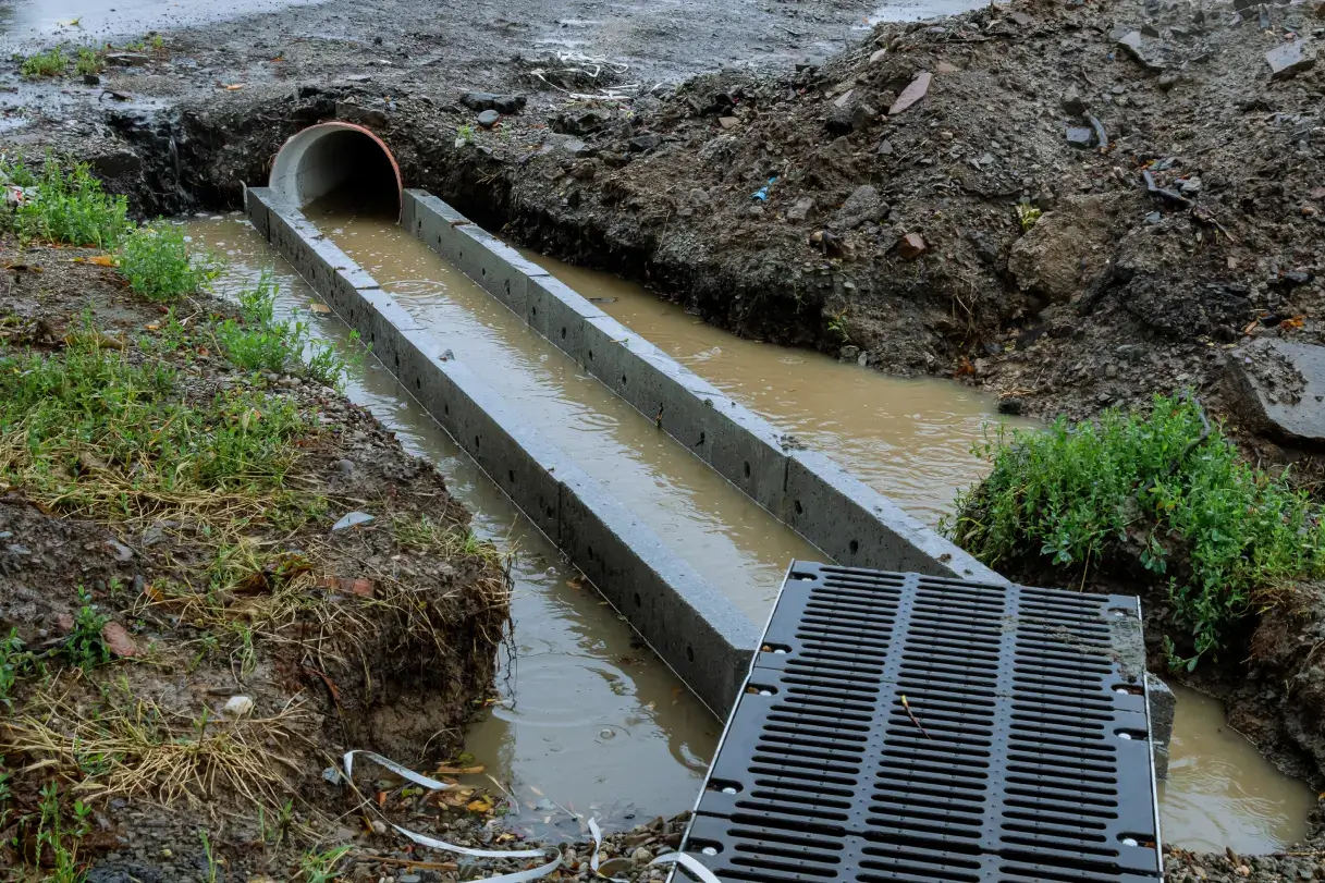 Role of Trees in Stormwater Management | Tree Doctors Inc.