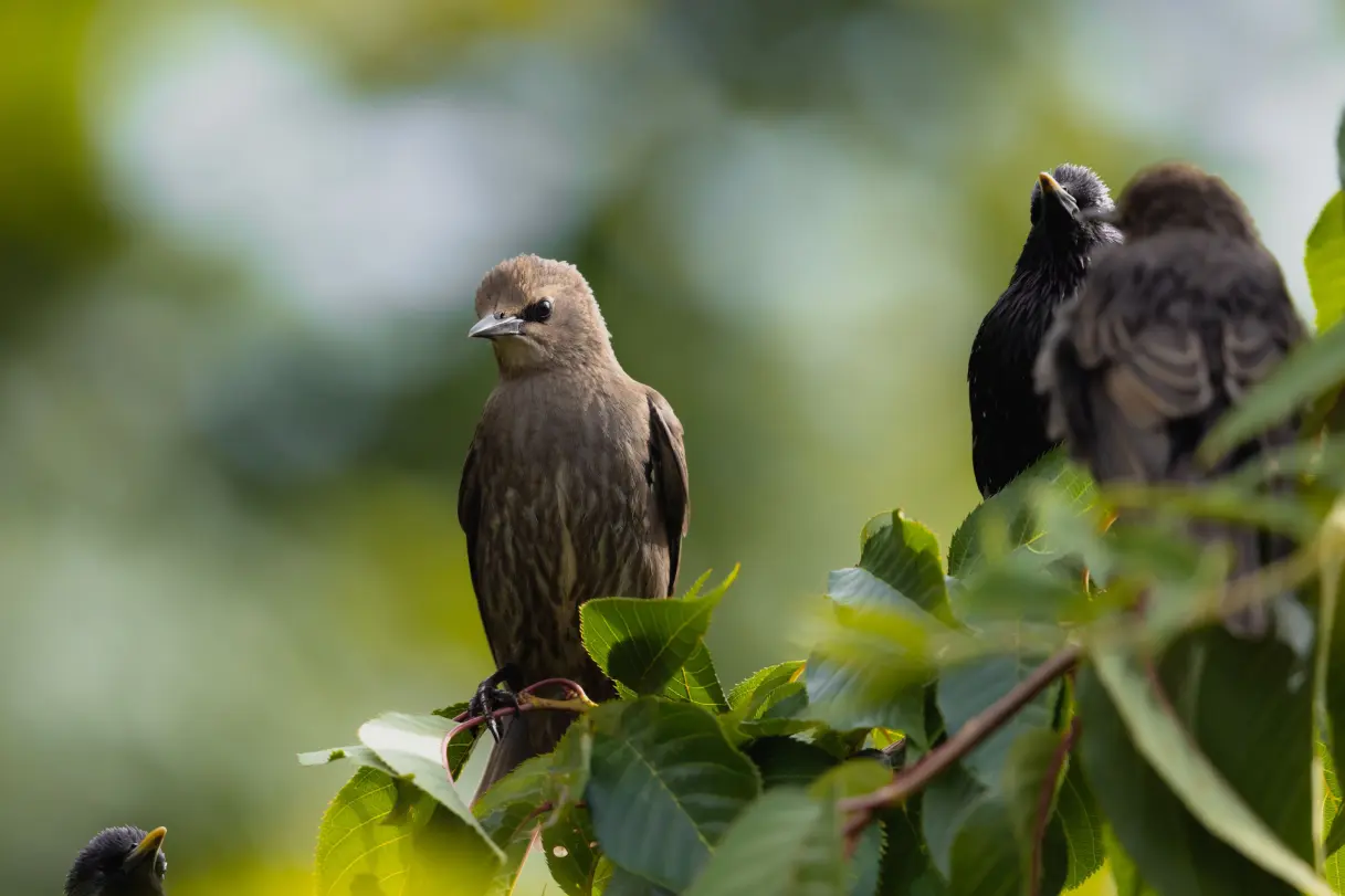 Role of trees in Bird Life